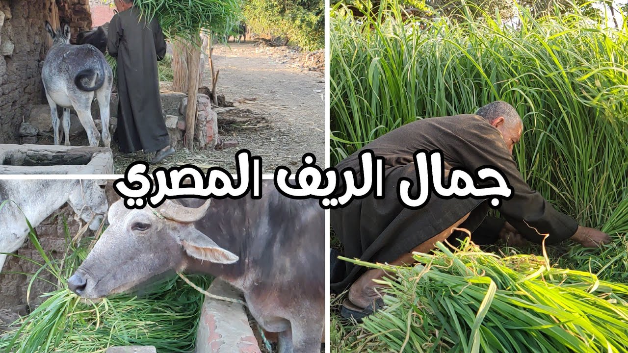 جمال الريف المصري وقعدة الغيط وسط الخضرة والزرع عالم تاني