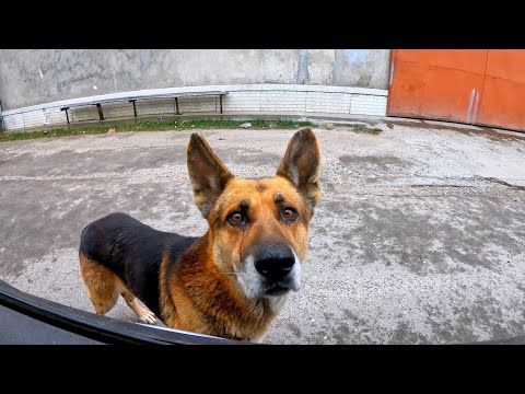 Abandoned German Shepherd Stopped my Car and Begged for Help