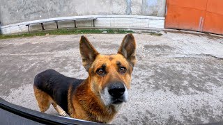 Abandoned German Shepherd Stopped my Car and Begged for Help