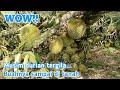 Kerja di kebun durian malaysia | TKI malaysia