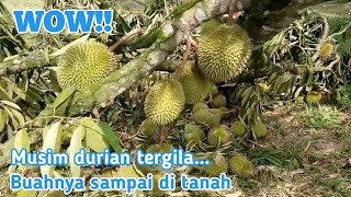 Kerja di kebun durian malaysia | TKI malaysia