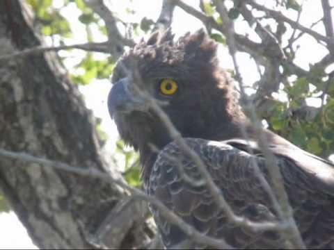 Aguila marcial (Polemaetus bellicosus).wmv