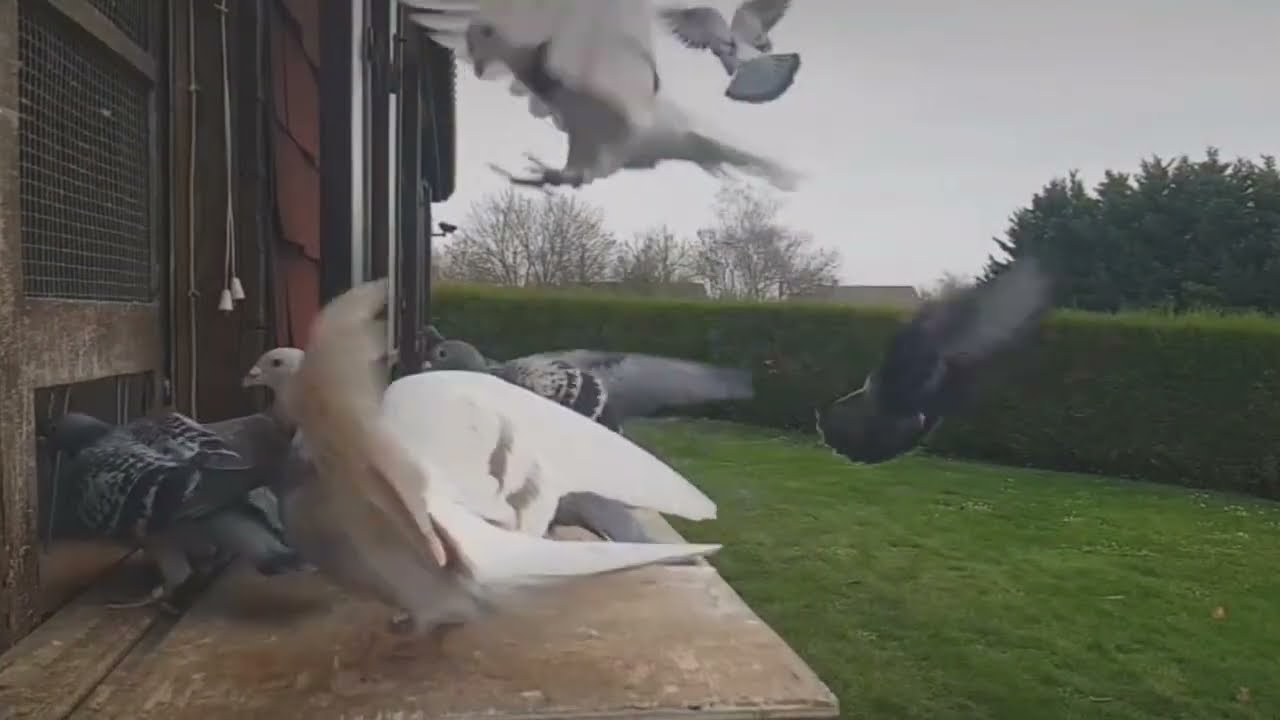 Зачем покупать голубей в 30 милях от голубятни?