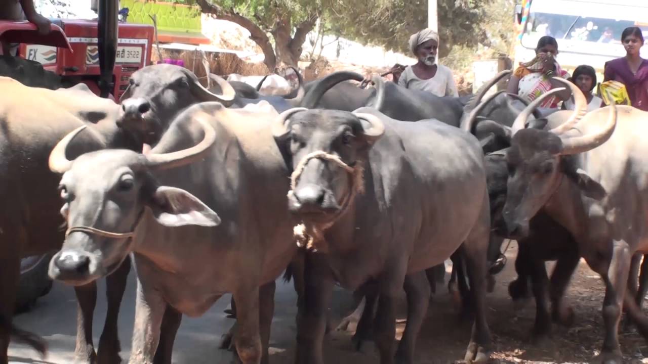 Herd of water buffaloes obstructing road traffic insects picture