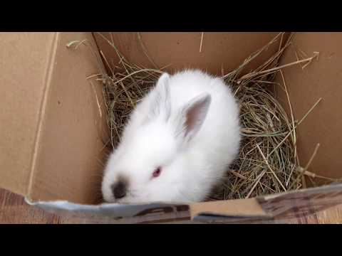 მოგებული ბაჭია