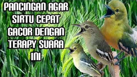 pancingan Sirtu/cipoh paling ampuh untuk mengatasi sirtu macet bunyi.