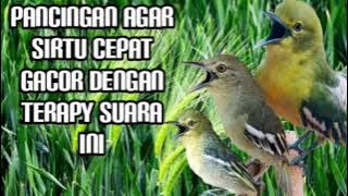 pancingan Sirtu/cipoh paling ampuh untuk mengatasi sirtu macet bunyi.