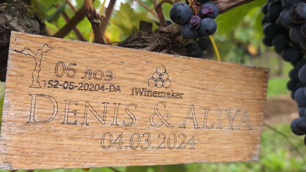 Клуб iWinemaker. Урожай 2024. ОСЕНЬ. Участок N° 152