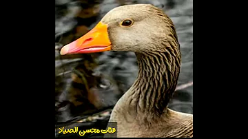 اصوات البط البري 