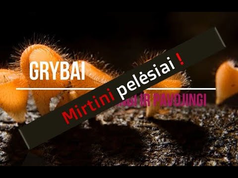 Video: Ar galite valgyti pelėsį?