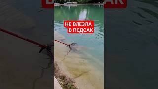 #fishing #youtubeshorts #youtuber #bigfish #рыбалка #рекомендации #рек #спиннинг