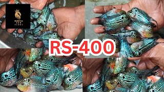 Kolkata's Hidden Gem: The Best Rs400 Flowerhorns Revealed!