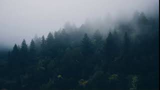 Foggy Forest - Wallpaper Engine