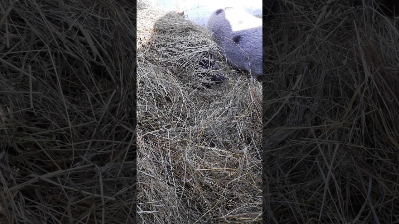 FUNNY PIGS:pig plays hide an seek in horse hay