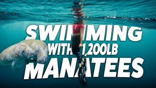 Swimming with Manatees in Crystal River, FL (Your Ultimate Tour Guide)