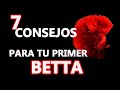 Pez Betta - Los mejores consejos y cuidados - Como iniciarse