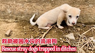 It's so pitiful that the stray dog ​​was trapped in the ditch and almost starved to death.