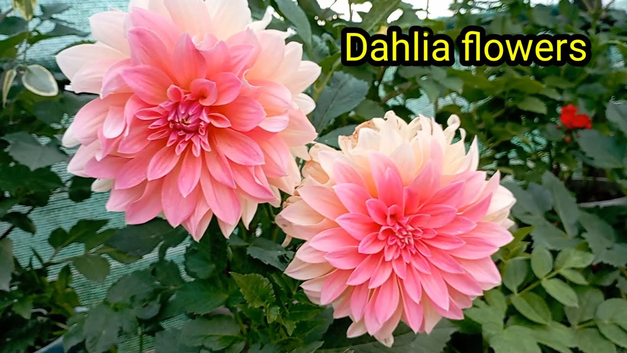 Dahlia plants - कसरी रोप्ने /full Information in nepali /🤩😍❤️💞
