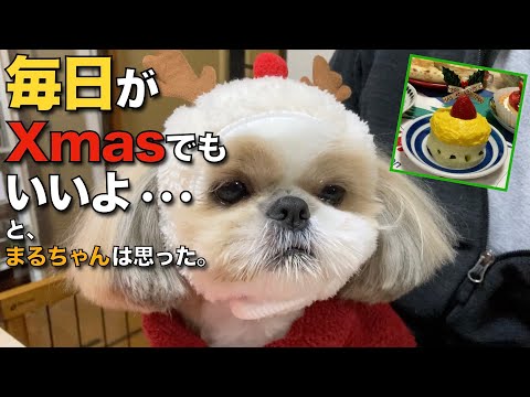 【シーズー】トリミング de メリークリスマス！【093】