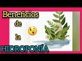 Definicion Hidroponia