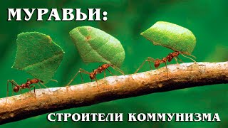Муравьи: Иерархия устройства общества в женском муравьином мире | Интересные факты про насекомых