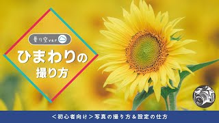 #63【カメラ初心者向け】ひまわりの撮り方6選！【写真の撮り方講座】