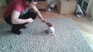 Jack Russell Terrier puppy (Lajka 12 weeks/tygodni)