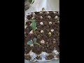 Seed germination in 3 days| Green Revolution #shorts