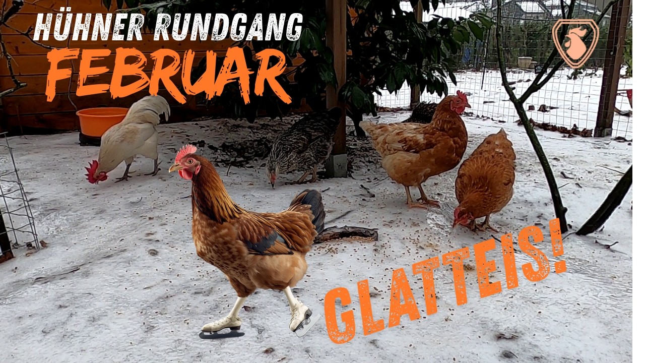 Hühner Rundgang Februar 2026 - Glatteisgefahr bei Bobby´s Chicken Farm