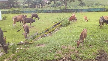 Mengembala sapi lembu jinak di padang Rumput yang hijau - ternak sapi di Bangka belitung