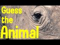 Guess the animal  can you guess the animal from the closeup