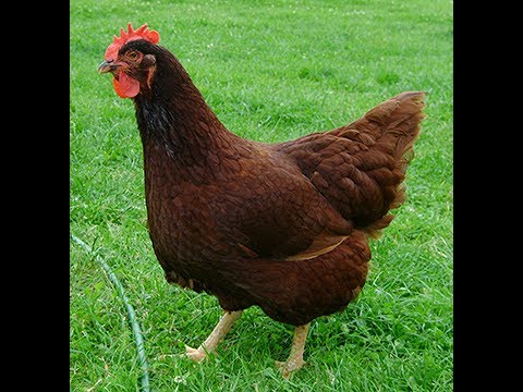 Ghost Recon: Wildlands - Chickens are Retarded