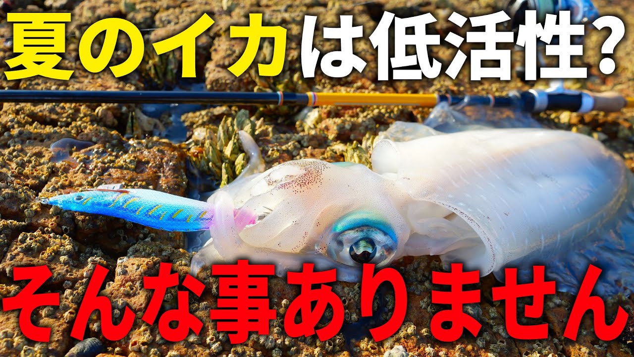 夏エギングで狙って釣りたい人必見！絶対行くべき狙い目のタイミングと