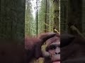 “Bigfoot’s First Forest Vlog – Giant Hands Chaos! 😂📹”