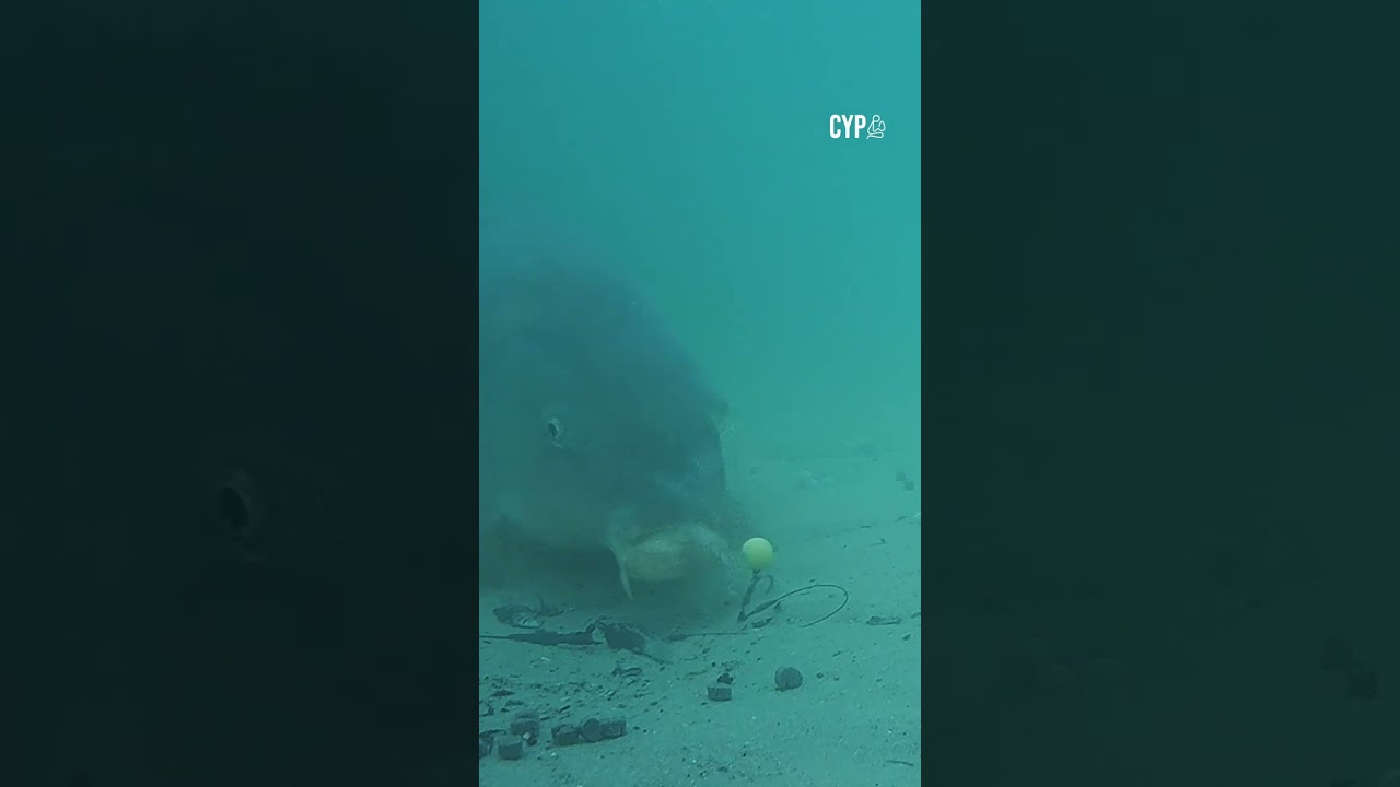 3 DAYS TO GO ⏰️ HENRY LENNON does UNDERWATER!