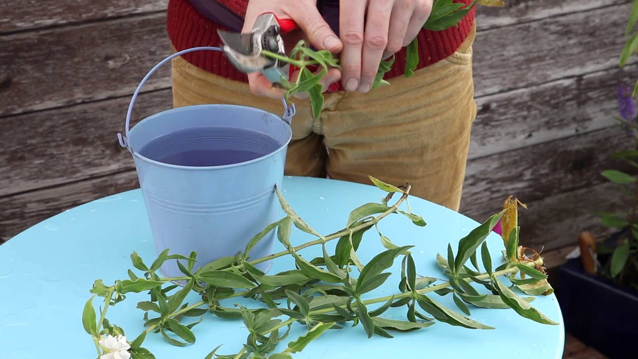 Comment faire du purin de saponaire ?