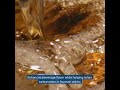 EVERPURE QC7I SINGLE MC2 SYSTEM | #waterfiltration #aquality #waterquality #shorts #shortsviral