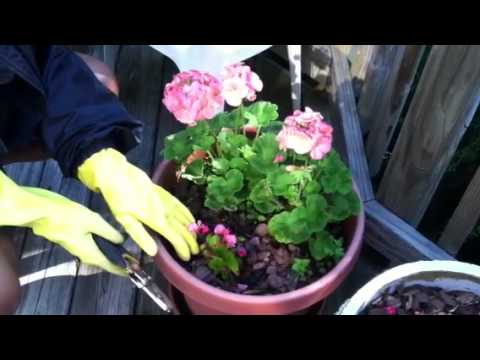 Plant Geraniums & Begonias in Container! #howtoplant #containergardening