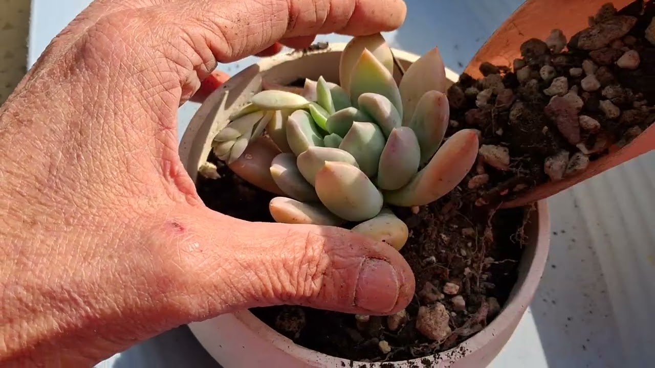 Probando soporte cuello para grabar!!!😂 tres trssplantes. Perdonar el encuadre he de mejorar😄😄😄