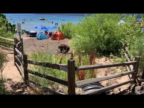 Black Bear at Kings Beach Lake Tahoe