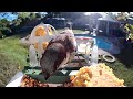 "Finches Getting Testy! 😤 Full Feeder Bird Battle at The Fat Bird Ranch"