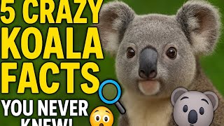 5 Crazy Koala Facts You Never Knew 🐨 | Australia’s Weirdest Animal