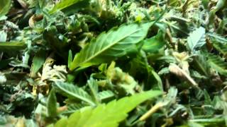 MELON GUM STRAIN