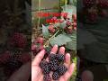 Tiap hari panen buah BlackBerry