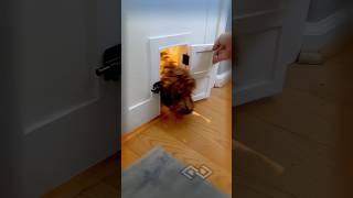 The Dog Came Back and Closed the Door! 😂🐶