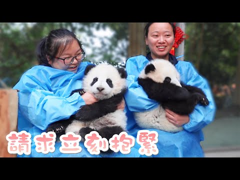 《熊貓主題趴》“擼熊貓”的高光時刻 | iPanda熊貓頻道