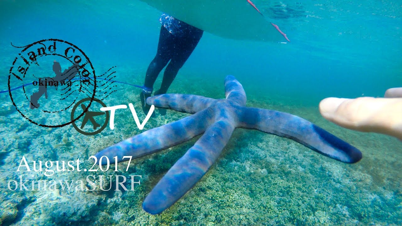 グレイトな透明度、ヒトデも泳ぐなみのり体験、okinawasurf,2017,July