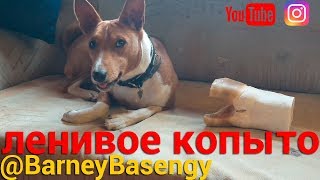 Басенджи ленивое копыто Басенджи ленивое копыто