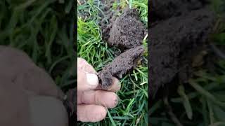 T Town diggers. Tucson Metal detecting. finding rings in colorado.#metaldetecting