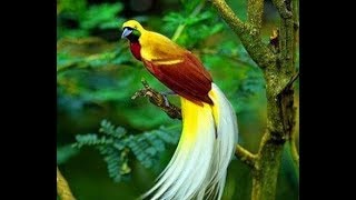 KICAU MASTER BURUNG CENDRAWASIH ||#Cendrawasih, #BirdOfParadise, #Papua, #PecintaBurung